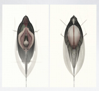 Dissection of two Avian Hybrids II